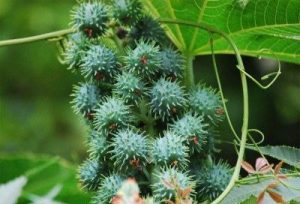 castor plant